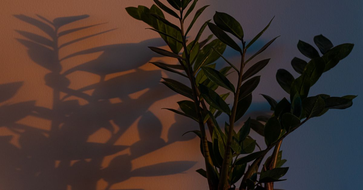 Eine Zamioculcas-Pflanze mit dunklen Blättern wirft einen langen Schatten an eine warm beleuchtete Wand in einem dämmrigen Raum.