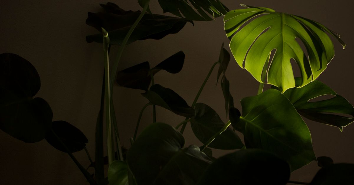 Ein Monstera-Blatt wird von einem Lichtstrahl in einem ansonsten dunklen Raum beleuchtet.
