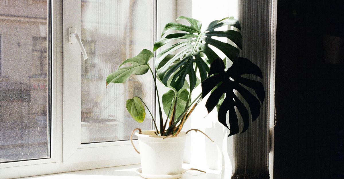 Eine Monstera-Pflanze in einem weißen Topf steht auf einer Fensterbank vor einem gekippten Fenster.