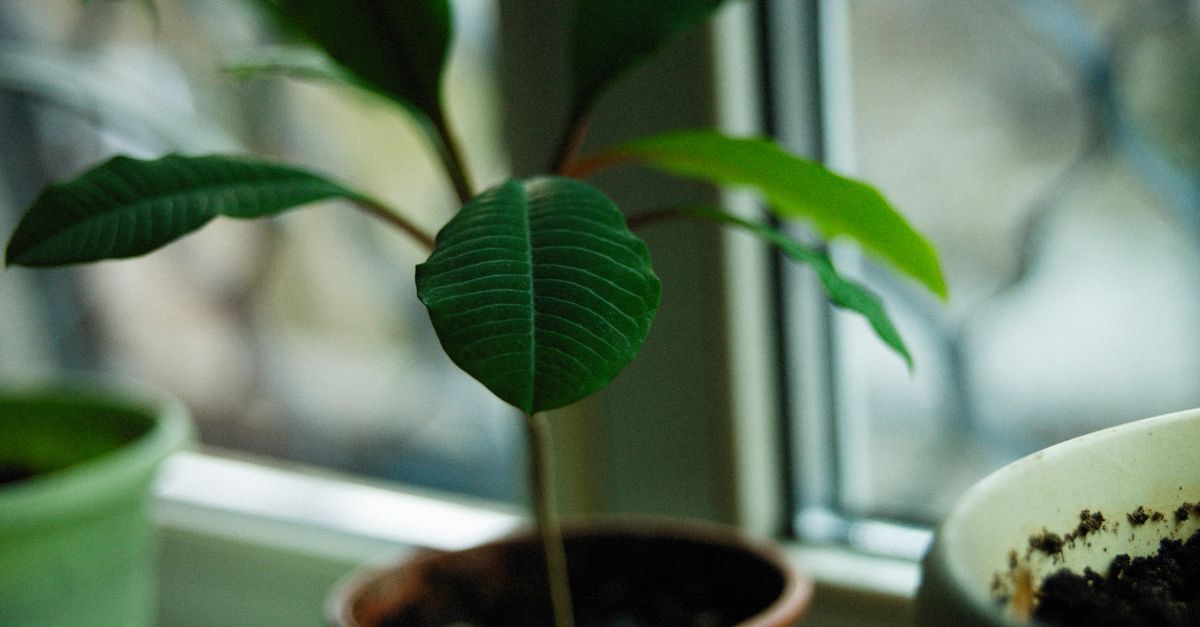 Eine Zimmerpflanze mit großen grünen Blättern steht in einem Topf auf einer Fensterbank neben weiteren Pflanzen im Hintergrund.