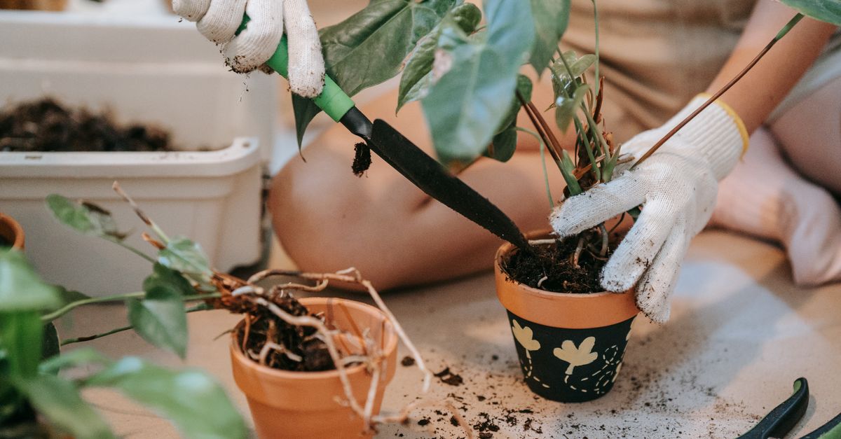 Zwei Hände in Gartenhandschuhen topfen eine Zimmerpflanze mit Erde in einen bemalten Terrakotta-Topf um, daneben liegt eine grüne Gartenschere und eine weitere ausgetopfte Pflanze mit freiliegenden Wurzeln.