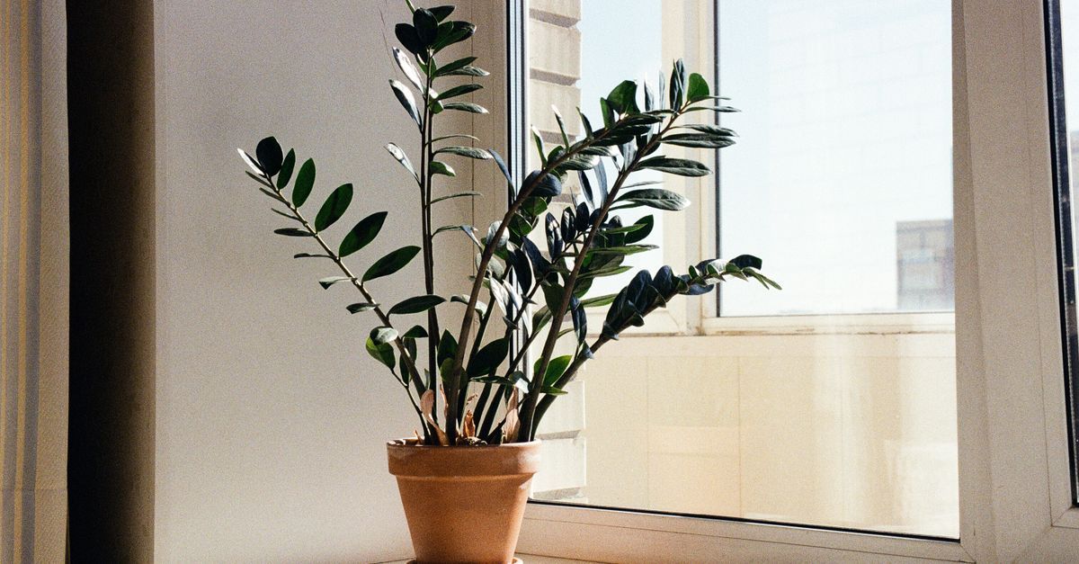 Eine Zamioculcas-Pflanze in einem Terrakotta-Topf steht auf einer Fensterbank vor einem hellen Fenster.