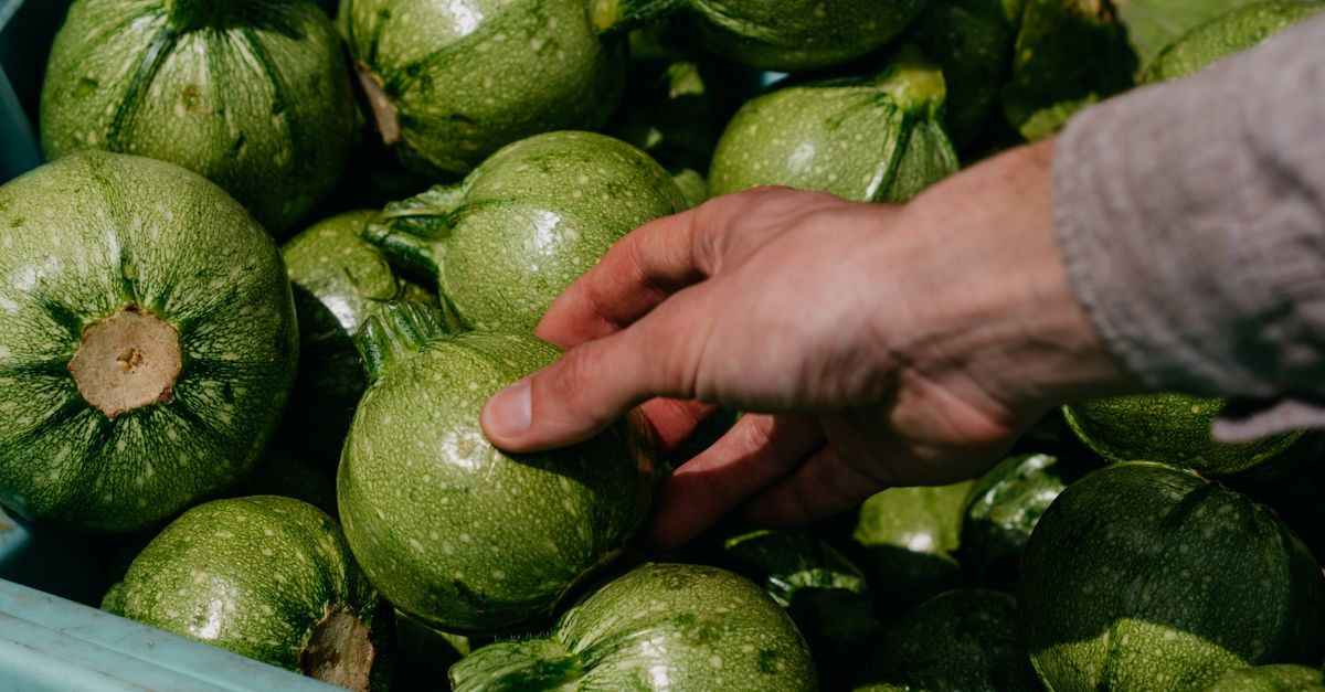 Eine Hand greift nach runden grünen Zucchini in einer Kiste voller frischer Zucchini.